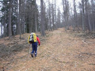nel bosco senza neve