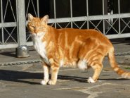 qui non solo il gatto è felice d'essere gatto