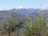il faudo coperto di neve 