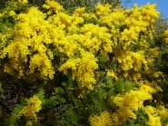 prime mimose 
