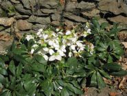 Fioritura a Mombianco