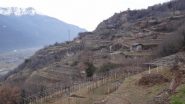 fra i vigneti