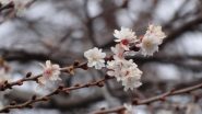 primo mandorlo in fiore