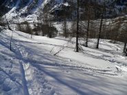 polvere nel bosco rado