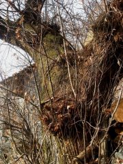 castagno a q. 1000 prima di case Sorch 4