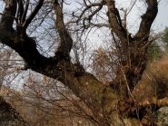 castagno a q. 1000 prima di case Sorch 3