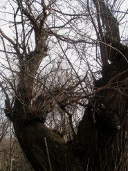 castagno a q. 1000 prima di case Sorch 2