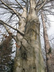 faggio appena sotto case sorch 