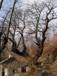 castagno a q. 1000 prima di case Sorch