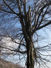 secondo faggio a  q. 1150 sopra la fonte dell'acquabella