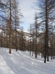 traccia nel bosco