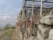 Salendo tra i vigneti 