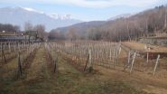 i vigneti
