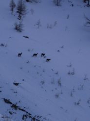 camosci sulla neve....