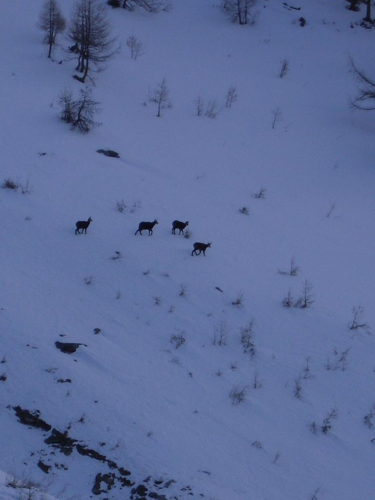 camosci sulla neve....