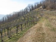 La Vigna Bella