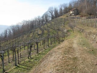 La Vigna Bella