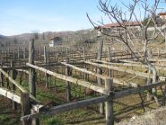 Vigneti a Selva