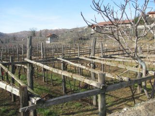 Vigneti a Selva