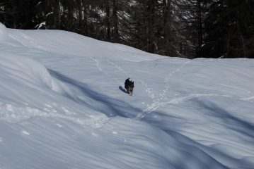 Il cane delle nevi