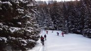 nel bosco