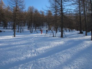 Il bel lariceto