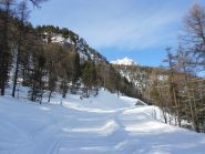 salita dell'izoard nel bosco