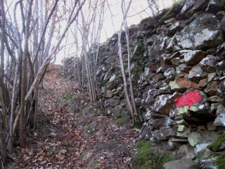  abbondanti tacche rosse 