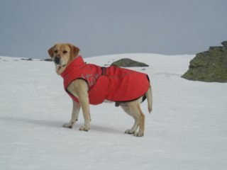 Il regale Napoleon con la sua nuova Giacca a vento rossa!!