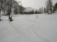 polvere nel bosco