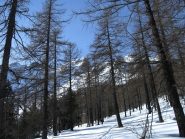 Il bosco in salita
