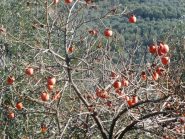 cachi dimenticati