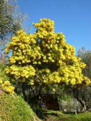 ma prima una mimosa per la vostra bella 