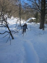 polvere nel bosco alto