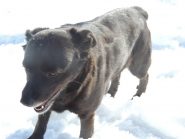 Il cane che ci ha accompagnato per tutta la gita