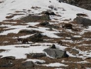 04 - Animali vicini alla pista da fondo