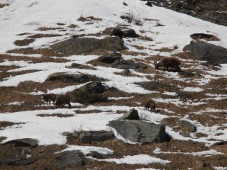 04 - Animali vicini alla pista da fondo
