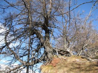 Magnificenza della natura