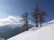 appena sotto il bosco