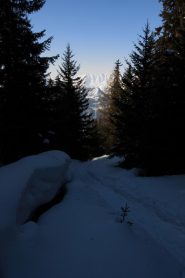 nel bosco