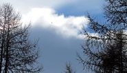 Avvistamento di un'aquila