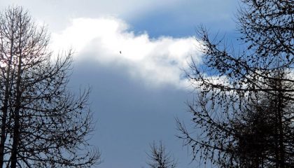 Avvistamento di un'aquila