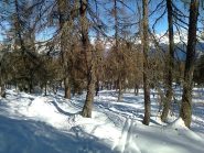 Si sale con pendenza costante nel bel bosco