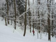 Nel bosco