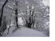 Il Truc della Dieta e' un bosco..
