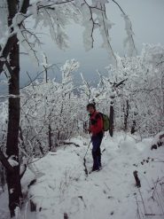 Nel bosco 