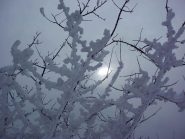 Sole molto timido tra gli alberi in vetta