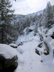 La traccia della volpe