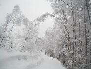 CANADA O LURISIA?????????