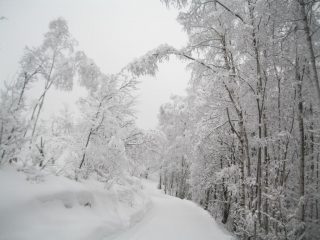 CANADA O LURISIA?????????